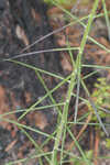 Tall ironweed